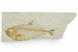 Bargain, Fossil Fish (Diplomystus) - Wyoming #357678-1